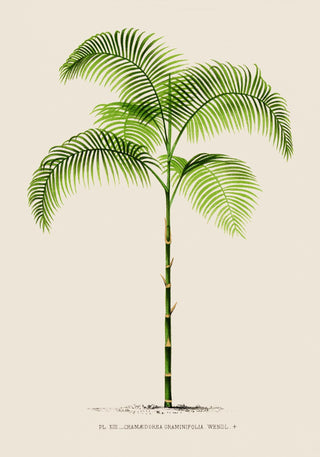 Chamaedorea Graminifolia Poster – Fine Art Print | UV-beständig | Botanische Anmut