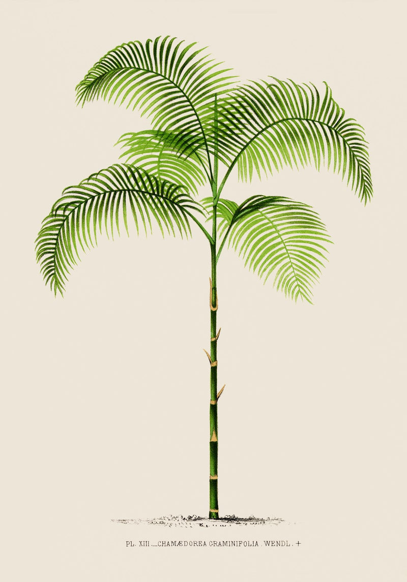 Chamaedorea Graminifolia Poster – Fine Art Print UV-resistant Botanical Art — Ansicht 3