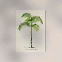 Chamaedorea Graminifolia Poster – Fine Art Print UV-resistant Botanical Art — Ansicht 2