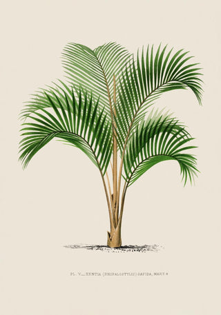 Kentia Sapida Poster – Fine Art Print | UV-beständig | Zeitlose Tropenruhe