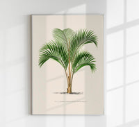 Kentia Sapida Poster – Fine Art Print UV-beständig in 6 Größen — Ansicht 1