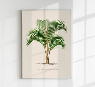Kentia Sapida Poster – Fine Art Print | UV-beständig | Zeitlose Tropenruhe