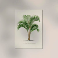 Kentia Sapida Poster – Fine Art Print UV-beständig in 6 Größen — Ansicht 2