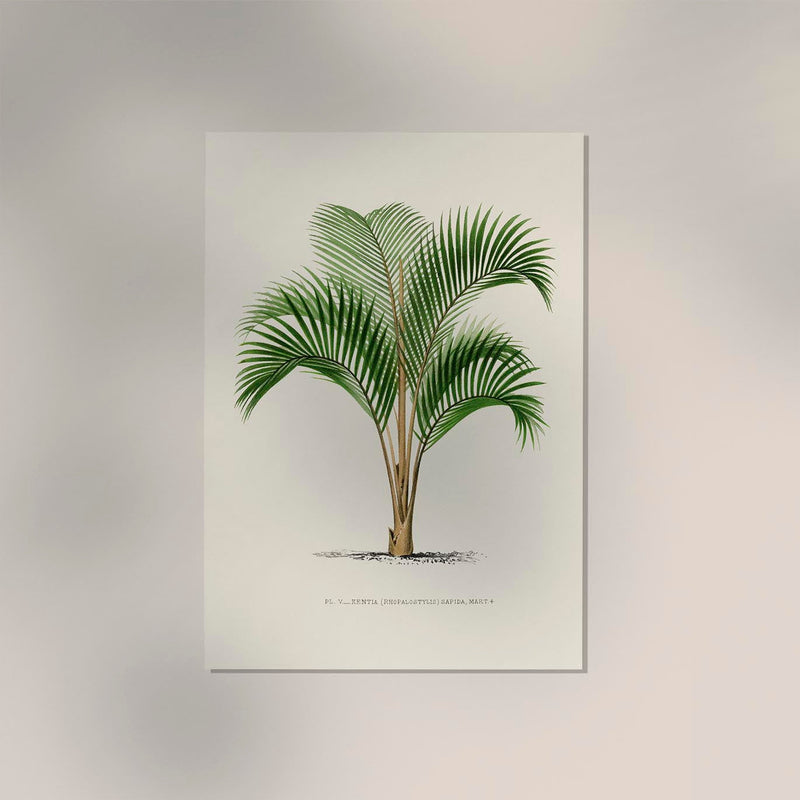 Kentia Sapida Poster – Fine Art Print UV-beständig in 6 Größen — Ansicht 2