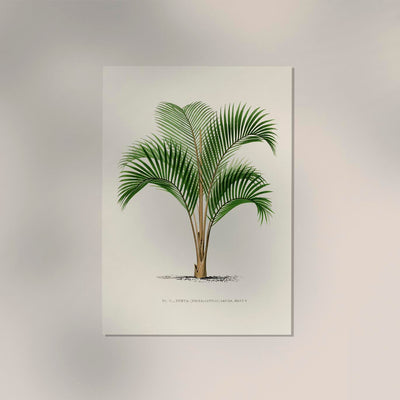 Kentia Sapida Poster – Fine Art Print UV-beständig in 6 Größen