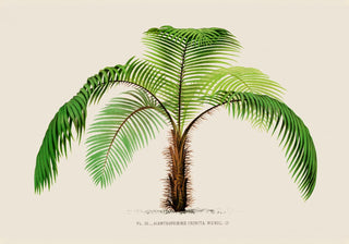 Acanthophoenix Crinta Poster – Fine Art Print | UV-beständig | Inselcharakter