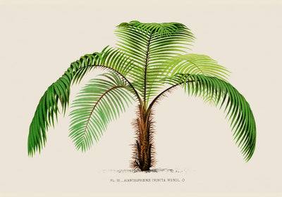 Acanthophoenix Crinta Poster – Fine Art Print UV-resistant