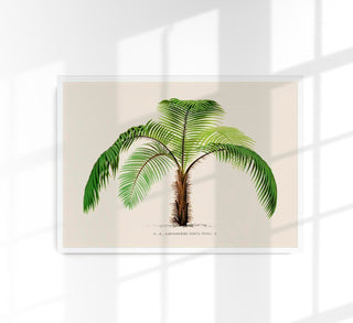 Acanthophoenix Crinta Poster – Fine Art Print | UV-beständig | Inselcharakter