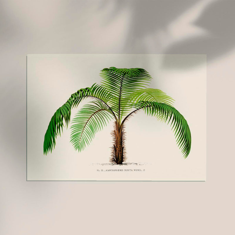 Acanthophoenix Crinta Poster – Fine Art Print UV-resistant — Ansicht 2