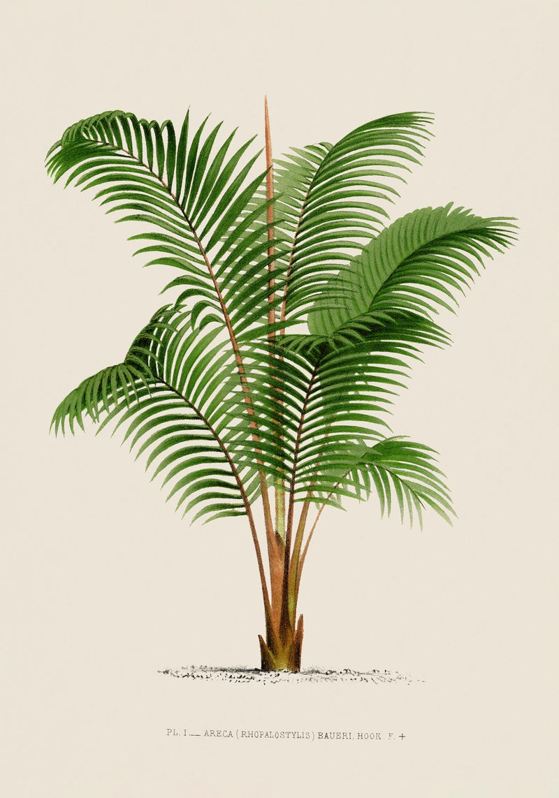 Areca Baueri Poster – Fine Art Print UV-resistant Tropical Elegance — Ansicht 3