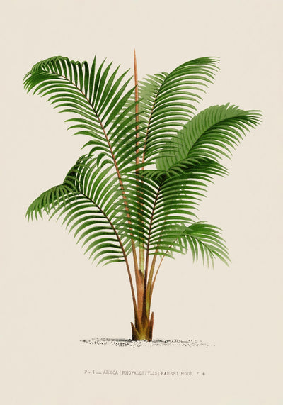 Areca Baueri Poster – Fine Art Print UV-resistant Tropical Elegance