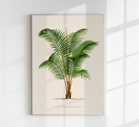 Areca Baueri Poster – Fine Art Print UV-resistant Tropical Elegance — Ansicht 1