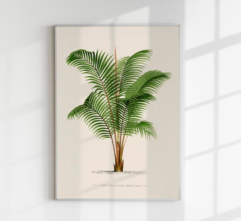 Areca Baueri Poster – Fine Art Print UV-resistant Tropical Elegance — Patroa Studio