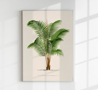 Areca Baueri Poster – Fine Art Print UV-resistant Tropical Elegance