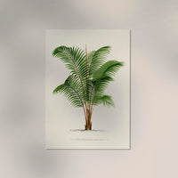 Areca Baueri Poster – Fine Art Print UV-resistant Tropical Elegance — Ansicht 2