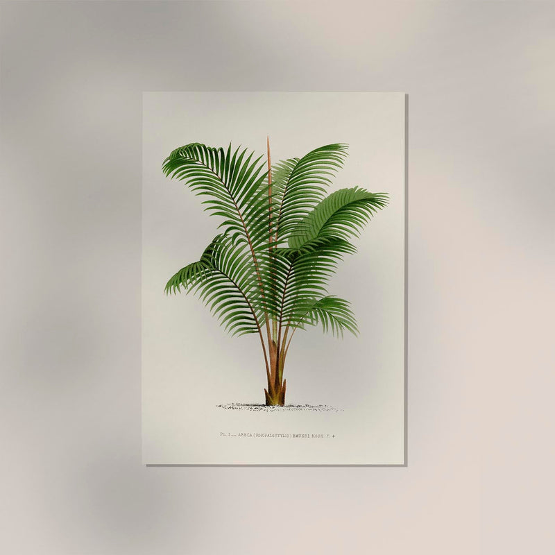 Areca Baueri Poster – Fine Art Print UV-resistant Tropical Elegance — Ansicht 2