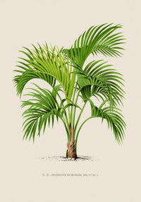 Grisebachia Belmoreana Poster – Fine Art Print UV-beständig — Ansicht 3