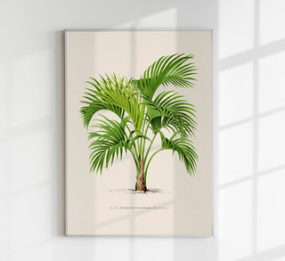 Grisebachia Belmoreana Poster – Fine Art Print | UV-beständig | Tropische Raffinesse