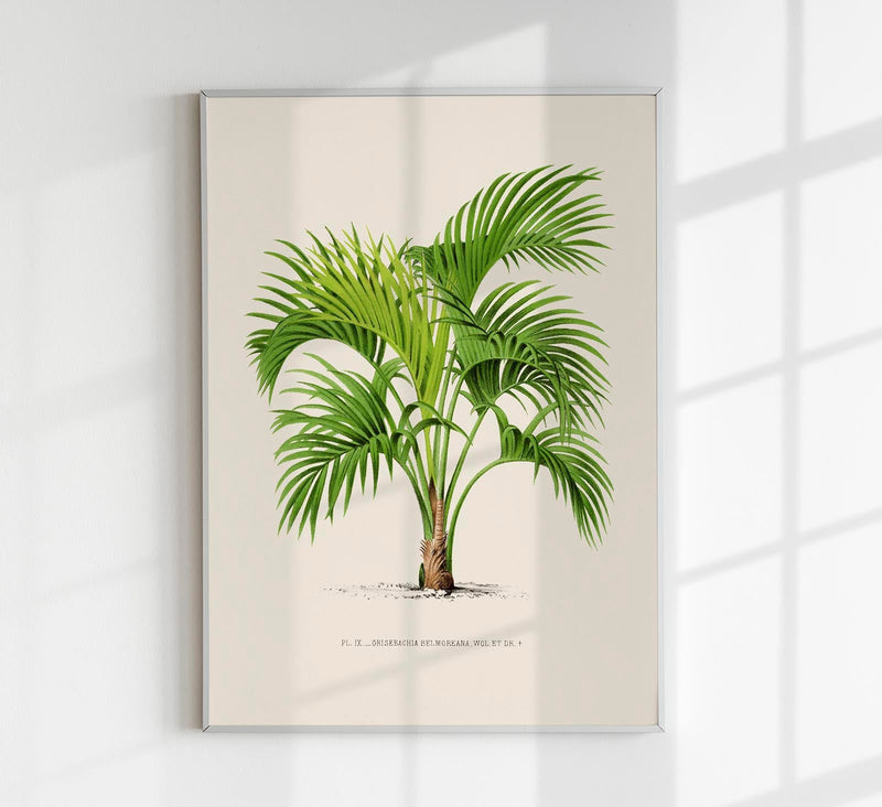 Grisebachia Belmoreana Poster – Fine Art Print UV-beständig — Patroa Studio