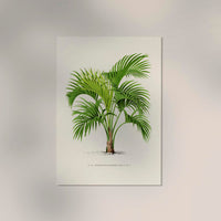 Grisebachia Belmoreana Poster – Fine Art Print UV-beständig — Ansicht 2
