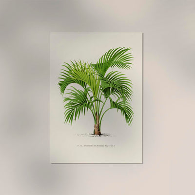 Grisebachia Belmoreana Poster – Fine Art Print UV-resistant