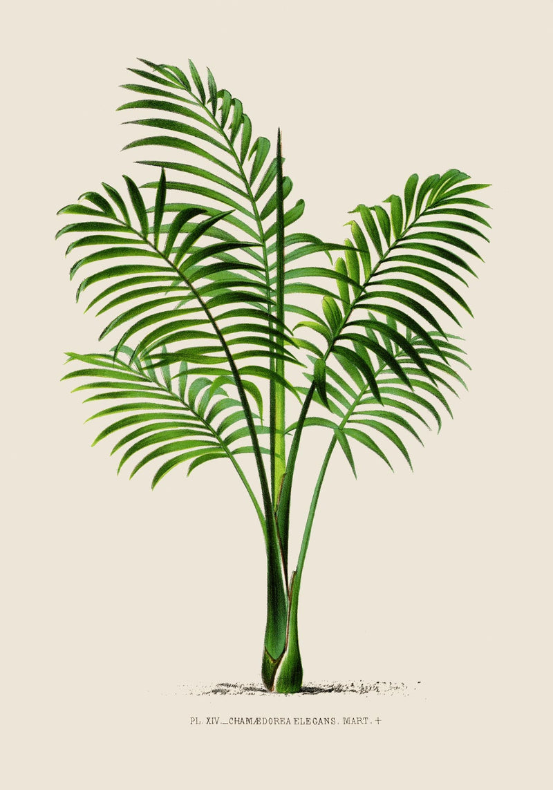 Chamaedorea elegans Poster – Botanischer Druck Fine Art Canvas — Ansicht 3
