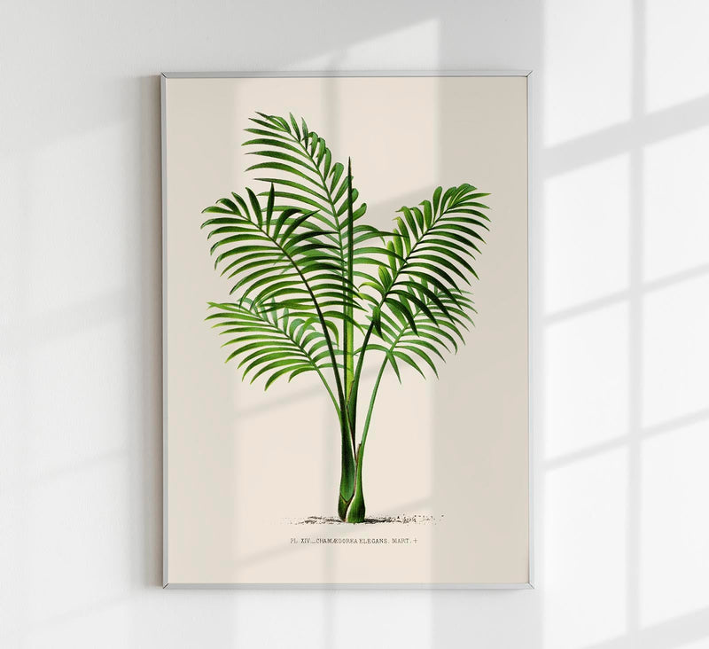 Chamaedorea elegans Poster – Botanischer Druck Fine Art Canvas — Patroa Studio
