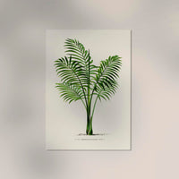 Chamaedorea elegans Poster – Botanischer Druck Fine Art Canvas — Ansicht 2