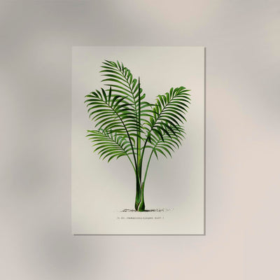 Chamaedorea elegans Poster - Botanical Print Fine Art Canvas