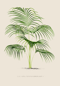 Kentia Divaricata Poster – Fine Art Print UV-beständig Botanische Eleganz — Ansicht 3