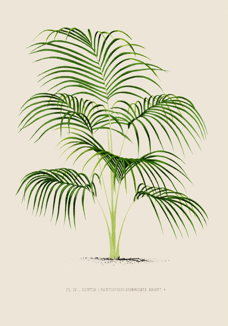 Kentia Divaricata Poster – Fine Art Print UV-beständig Botanische Eleganz — Ansicht 3