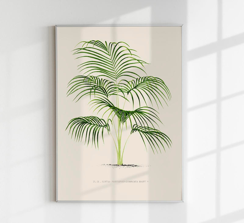 Kentia Divaricata Poster – Fine Art Print UV-beständig Botanische Eleganz — Patroa Studio