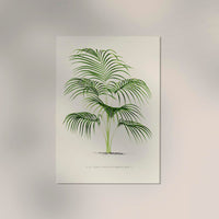 Kentia Divaricata Poster – Fine Art Print UV-beständig Botanische Eleganz — Ansicht 2