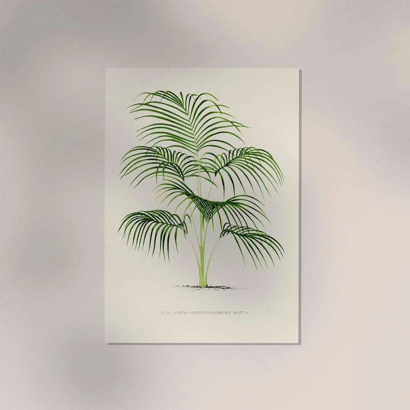 Kentia Divaricata Poster – Fine Art Print UV-beständig Botanische Eleganz — Ansicht 2
