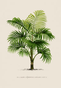 Calamus Lewisianus Poster – Fine Art Print UV-beständig Canvas — Ansicht 3