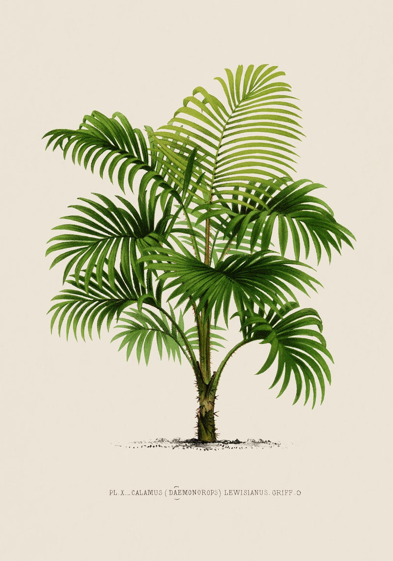 Calamus Lewisianus Poster – Fine Art Print UV-beständig Canvas — Ansicht 3