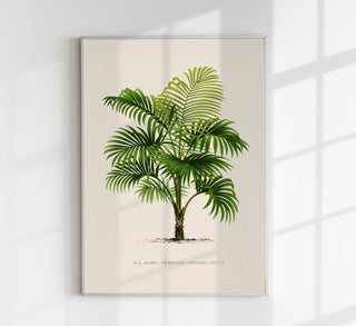 Calamus Lewisianus Poster – Fine Art Print | UV-beständig | Strukturierte Canvas