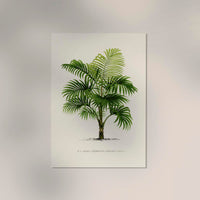 Calamus Lewisianus Poster – Fine Art Print UV-beständig Canvas — Ansicht 2