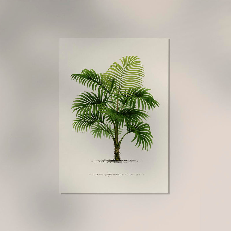 Calamus Lewisianus Poster – Fine Art Print UV-beständig Canvas — Ansicht 2