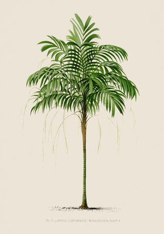 Areca Monostachya Poster – Fine Art Print | Botanical Art | UV‑resistent