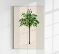 Areca Monostachya Poster – Fine Art Print Botanical Illustration — Ansicht 1