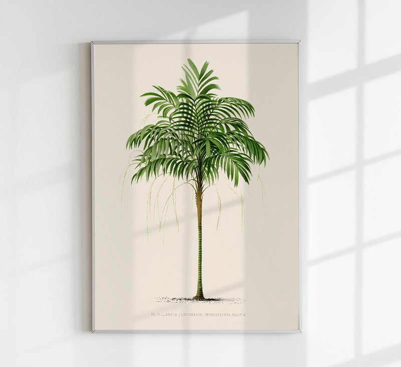 Areca Monostachya Poster – Fine Art Print Botanical Illustration — Patroa Studio
