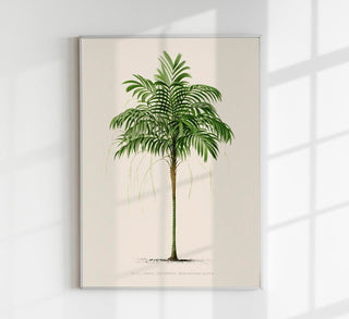 Areca Monostachya Poster – Fine Art Print Botanical Illustration