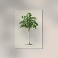 Areca Monostachya Poster – Fine Art Print Botanical Illustration — Ansicht 2