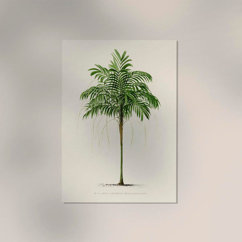 Areca Monostachya Poster – Fine Art Print Botanical Illustration — Ansicht 2
