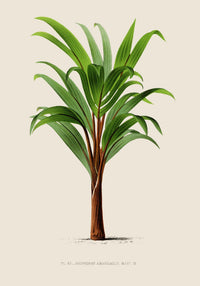 Hyphorbe Amaricaulis Poster – Fine Art Print UV-beständig — Ansicht 3