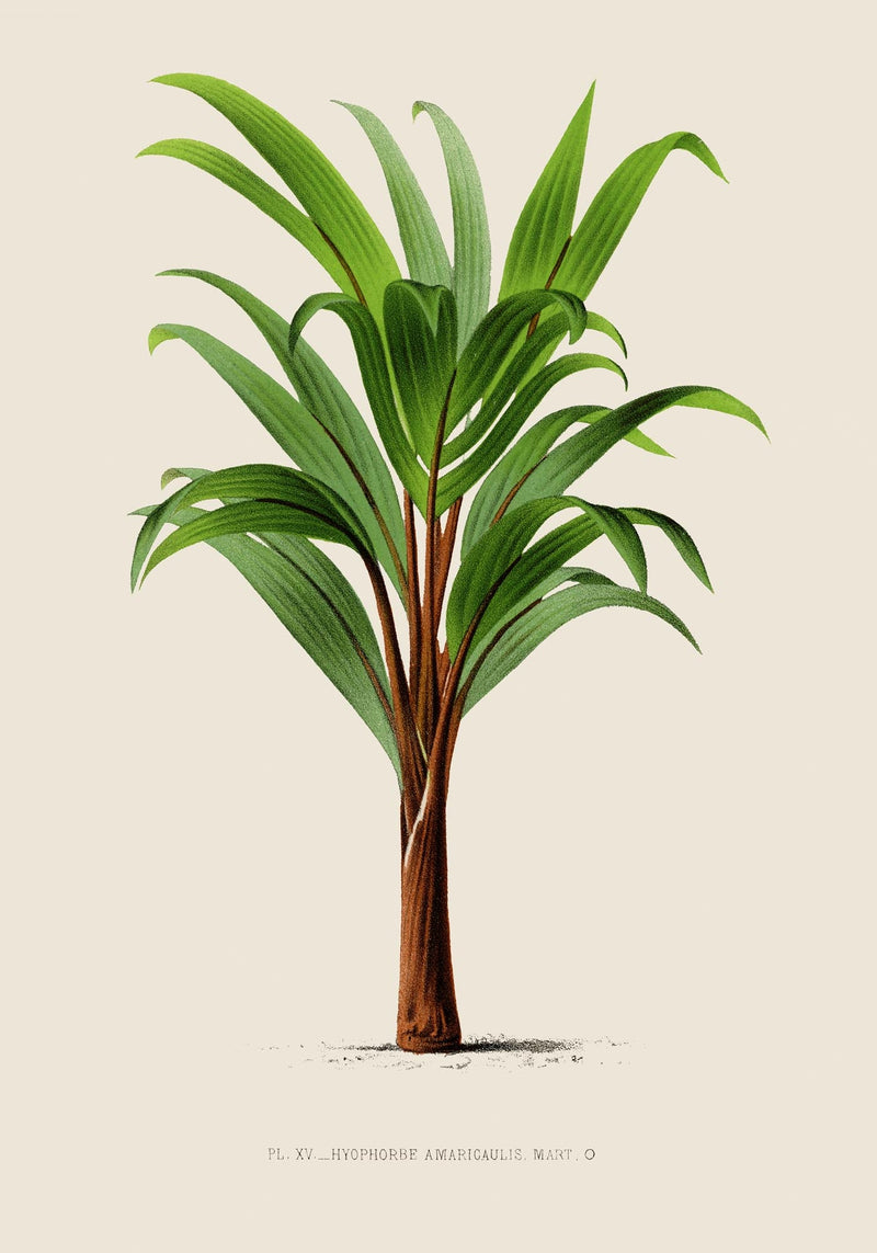 Hyphorbe Amaricaulis Poster – Fine Art Print UV-beständig — Ansicht 3