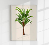 Hyphorbe Amaricaulis Poster – Fine Art Print UV-beständig — Ansicht 1