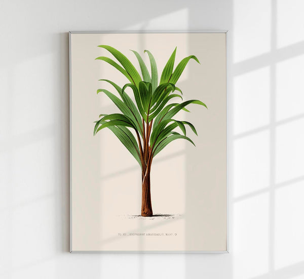 Hyphorbe Amaricaulis Poster – Fine Art Print UV-beständig