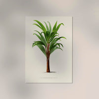 Hyphorbe Amaricaulis Poster – Fine Art Print UV-beständig — Ansicht 2